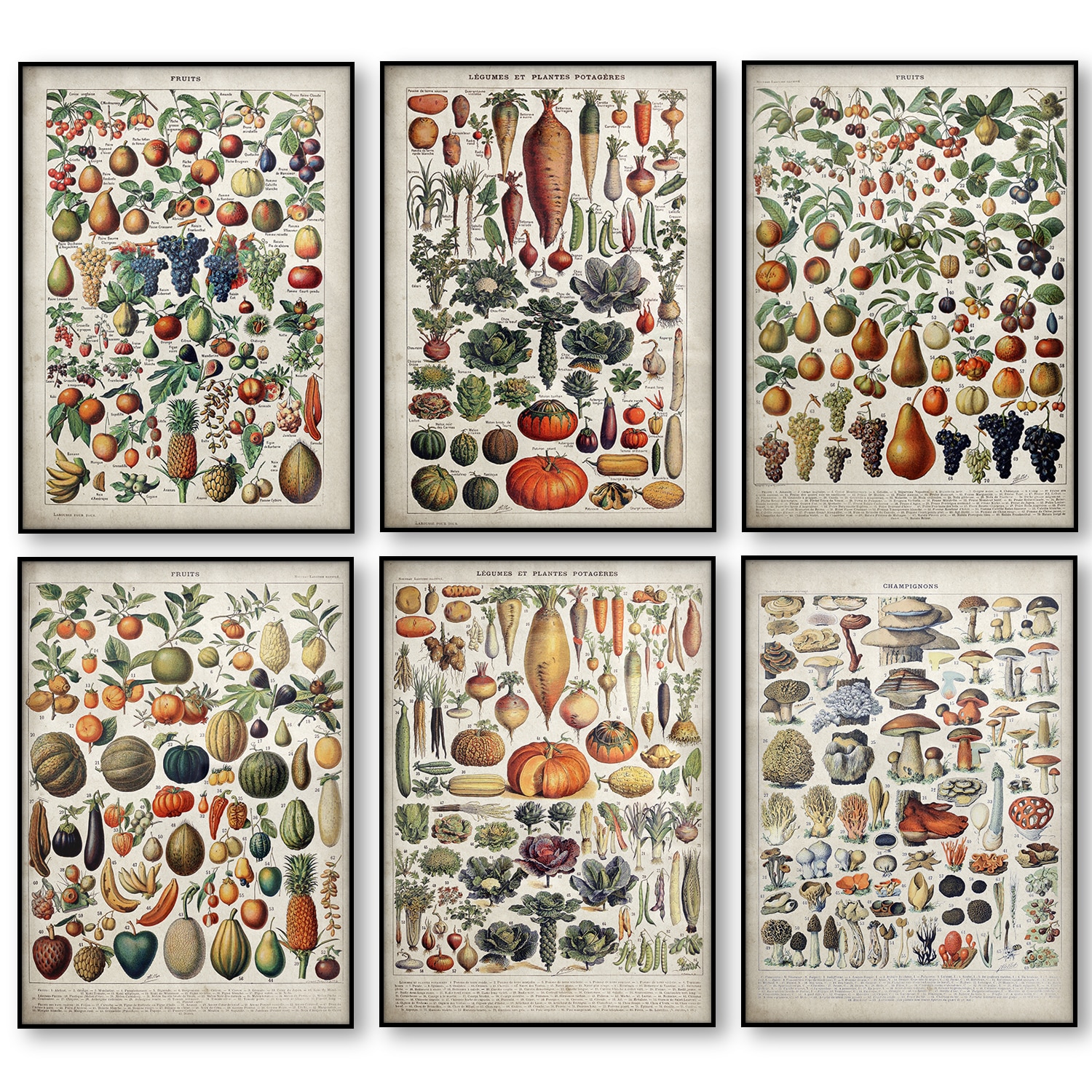 vintage vegetable fruit mushroom poster canvas print antique wall art print botanical picture science poster kitchen decoration – nordic wall canvas – home and decoration vintage vegetable fruit mushroom